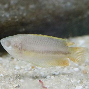Blind Gourami
