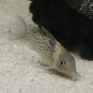 Corydoras ID