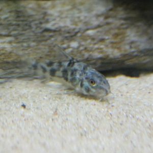 Corydoras ID
