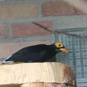 Yellow-faced myna