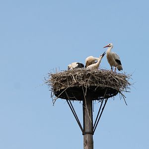 European white storks