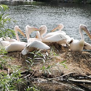 Great white pelicans