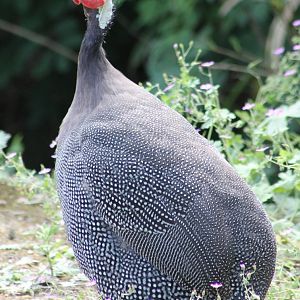 Helmeted guineafowl