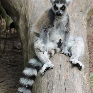 Ring-tailed lemur