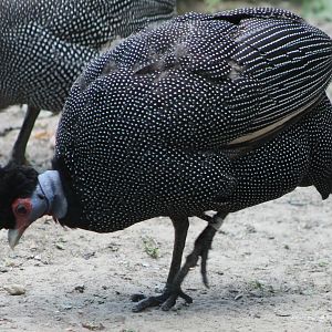 Crested guineafowl