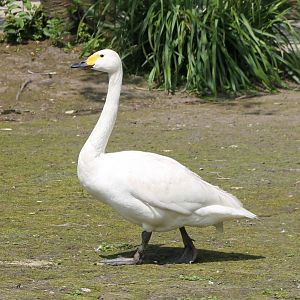 Whooper swan