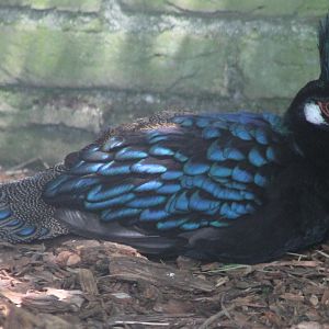 Palawan peacock-pheasant