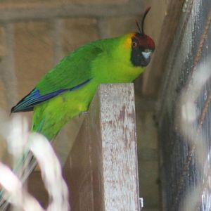 Horned parakeet