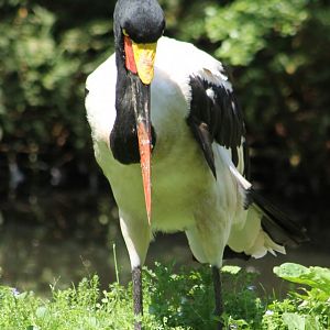 Saddle-billed stork