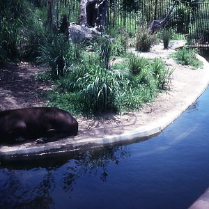Brazilian Tapir, Taronga, Nov 1990