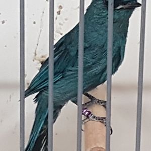 Verditer flycatcher - Male