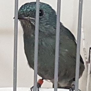 Verditer flycatcher - Female