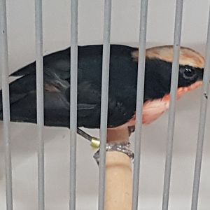 Yellow-crowned gonolek