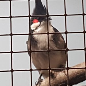 Red-whiskered bulbul