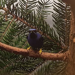 Purple honey-creeper