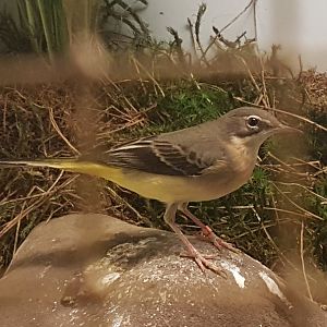 Grey Wagtail
