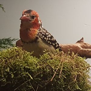 Red And Yellow Barbet