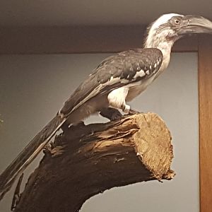 Von der Deckens hornbill