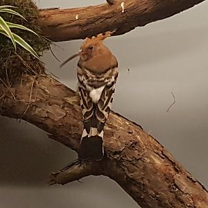 Hoopoe