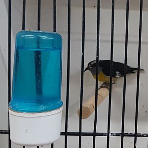 Bananaquit
