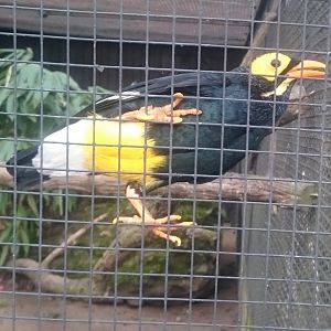 Yellow-faced myna