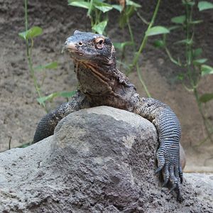 Komodo dragon