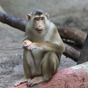 Sunda pig-tailed macaque