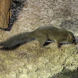 Northern tree shrew