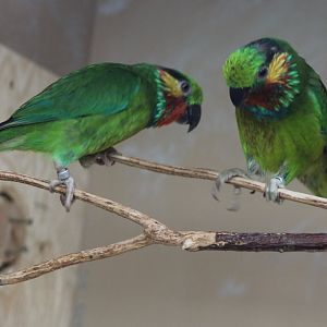 Edward's fig-parrots