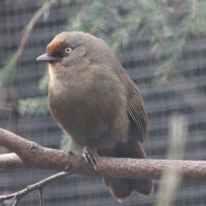Red-fronted laughingthrush