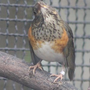 Black-breasted thrush