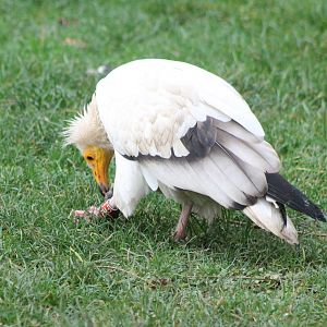 Egyptian vulture