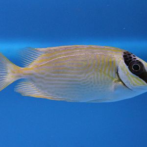 Masked spinefoot - Siganus puellus