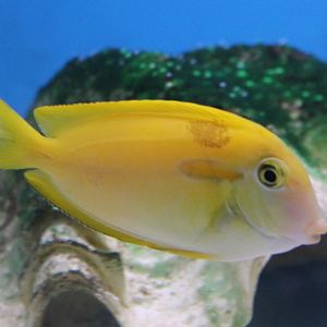 Orangeband Surgeonfish (Acanthurus olivaceus)