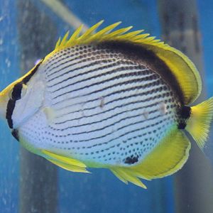 Black-backed Butterflyfish (Chaetodon melannotus)