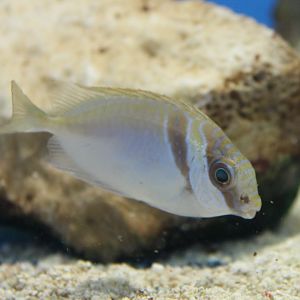 Fish Id