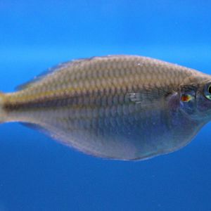 Melanotaenia trifasciata