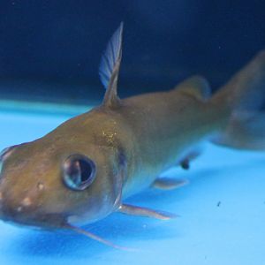 Catfish ID