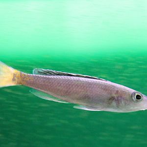 Cyprichromis leptosoma
