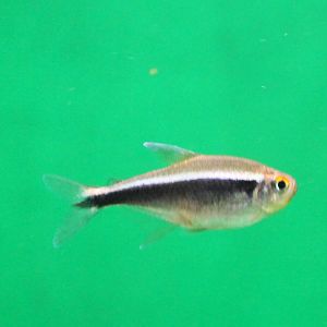 Hyphessobrycon herbertaxelrodi