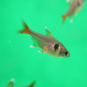 Megalamphodus roseus