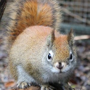 Hudson Squirrel