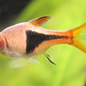 Rasbora heteromorpha
