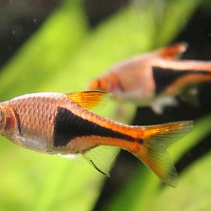 Rasbora heteromorpha