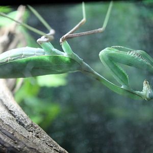 Praying mantis