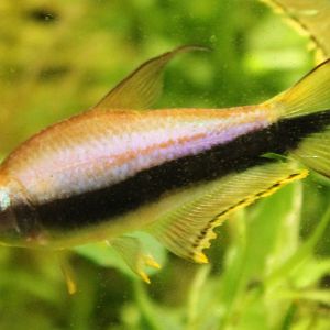 Nematobrycon palmeri