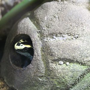 Dendrobates tinctorius - Patricia-form