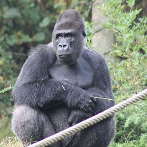 Western lowland gorilla