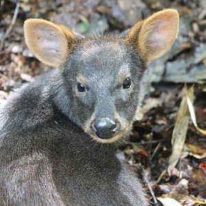Southern pudu