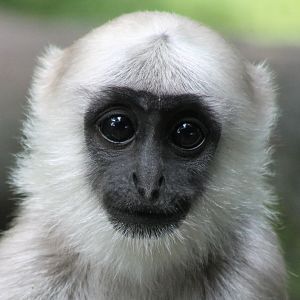 Young Hanuman langur